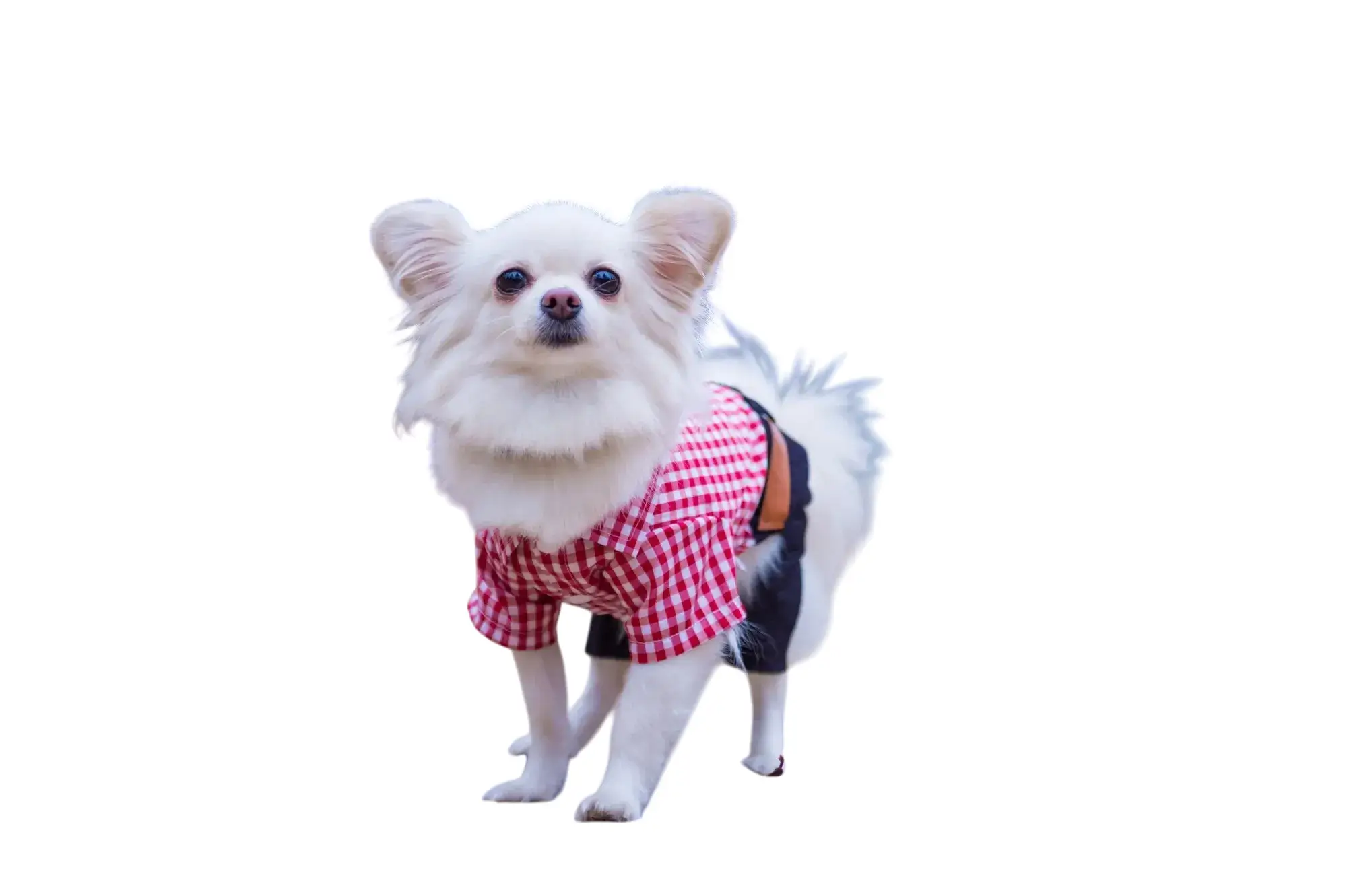 pets-1